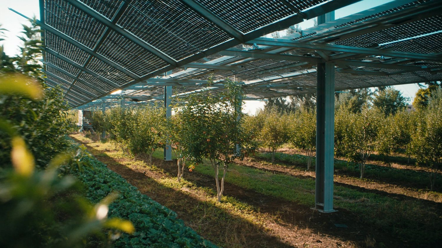 Pensiline agrovoltaiche sopra le colture con container di accumulo