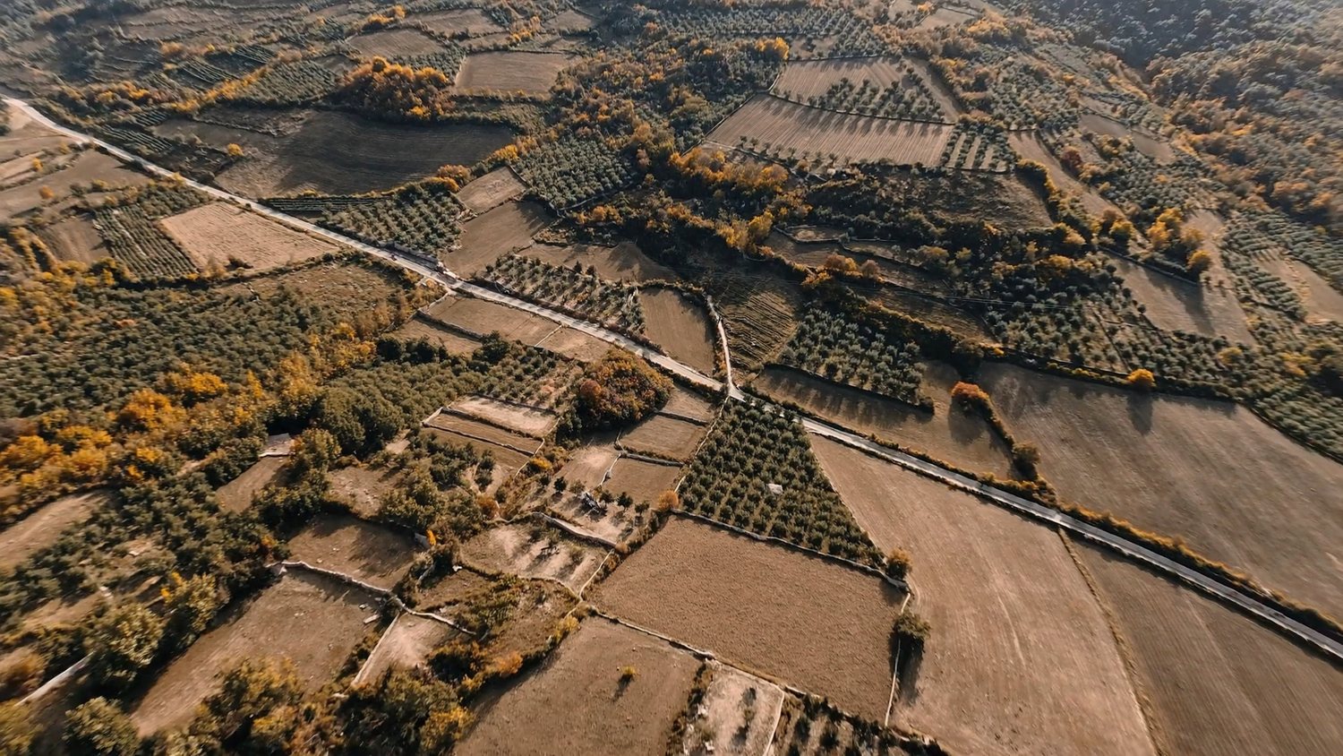 Filari di moduli fotovoltaici su un prato verde